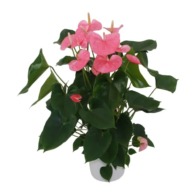 XL-Bloom YoungPlants XL.61 Sweet Leny paprikaplant zoet