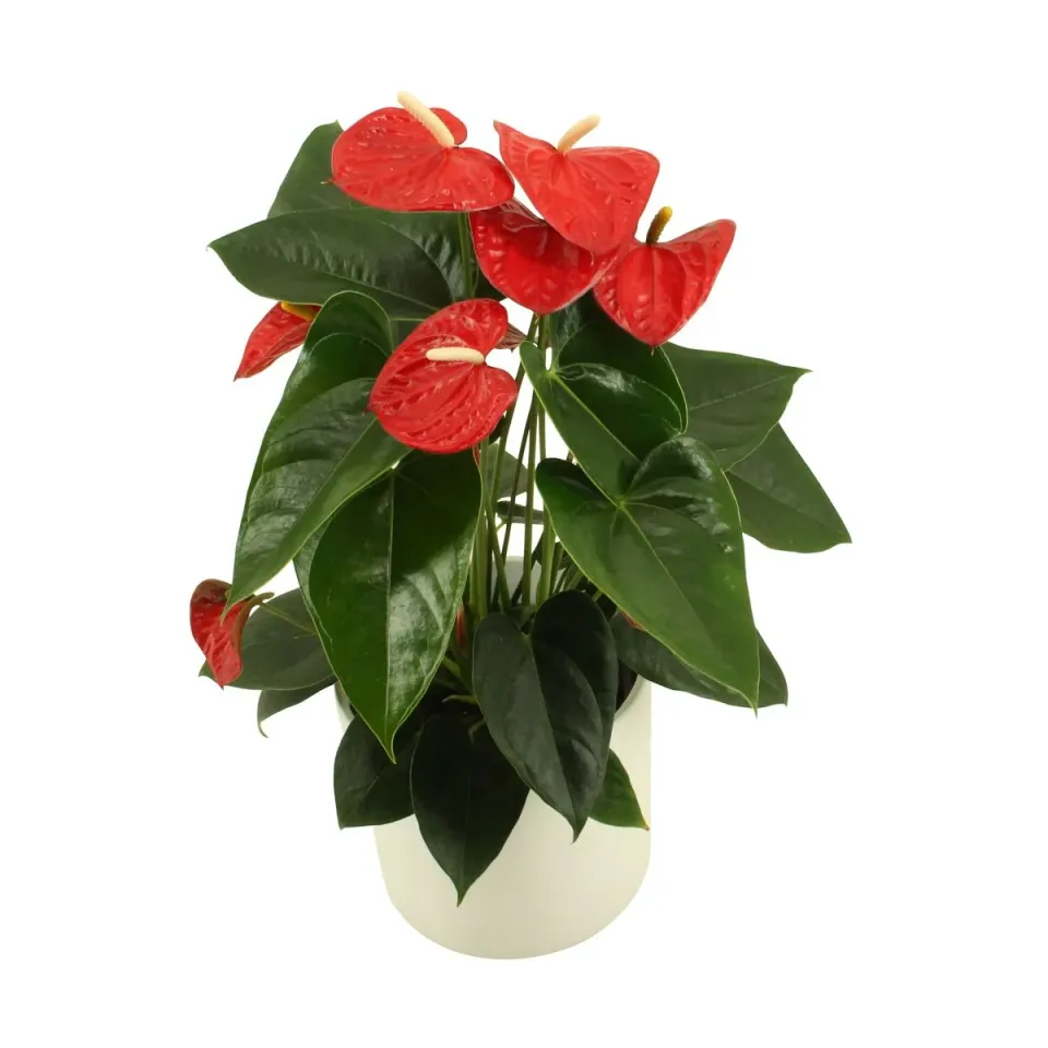 XL-Bloom YoungPlants XL.17 Easy Red jonge plant eetbaar