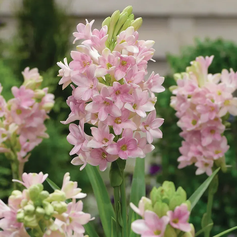 The Natural World Polianthes Sensation tuberoos P12 geurend