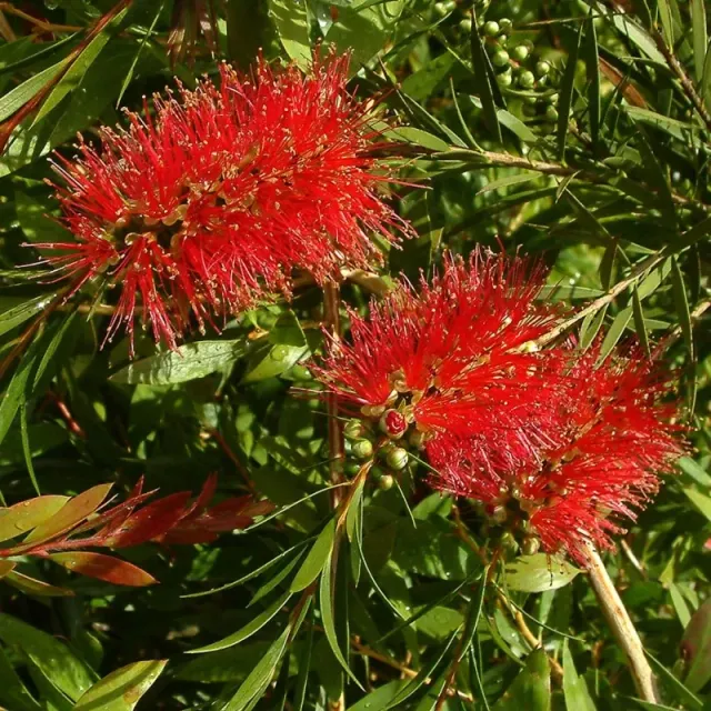 The Natural World Callistemon rigidus lampenpoetser P9 rode bloem