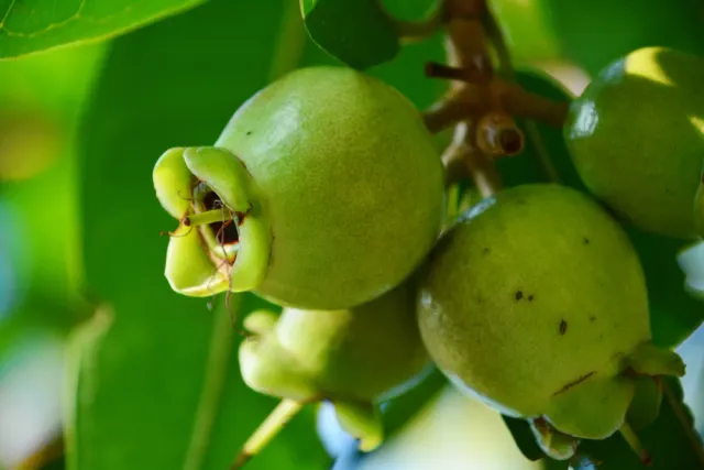 The Natural World Syzygium jambos fruitplant eetbaar