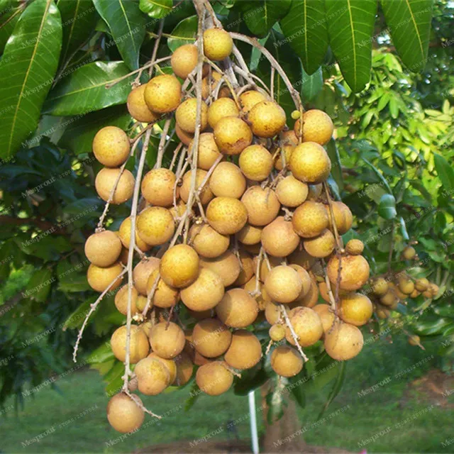 The Natural World Dimocarpus longan plant eetbaar
