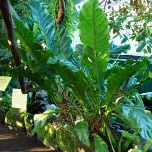 The Natural World Anthurium schlechtendalii kamerplant groot