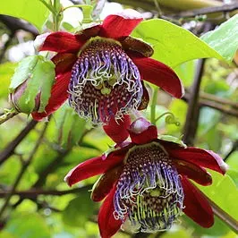 The Natural World Passiflora alata klimplant geurend
