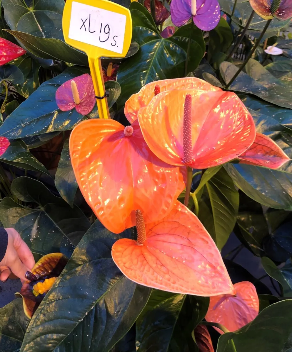 XL-Bloom YoungPlants XL.19 jonge plant Melanie Orange oranje