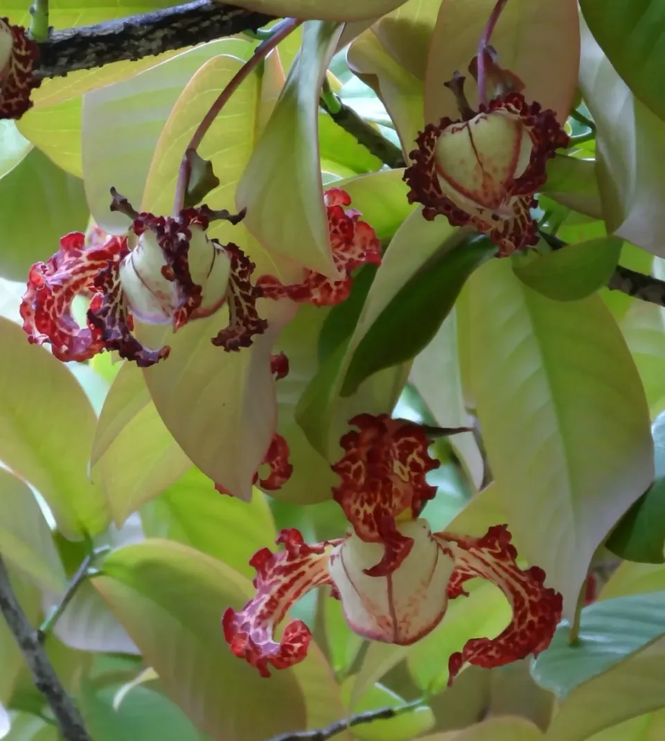 The Natural World Monodora myristica plant kamerplant warm