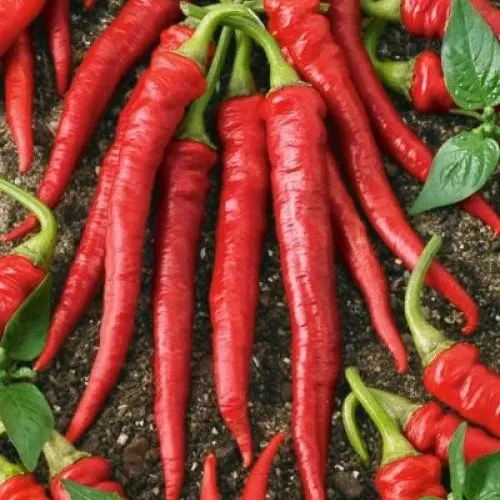 The Natural World Cayenne Long Slim peperplant scherp