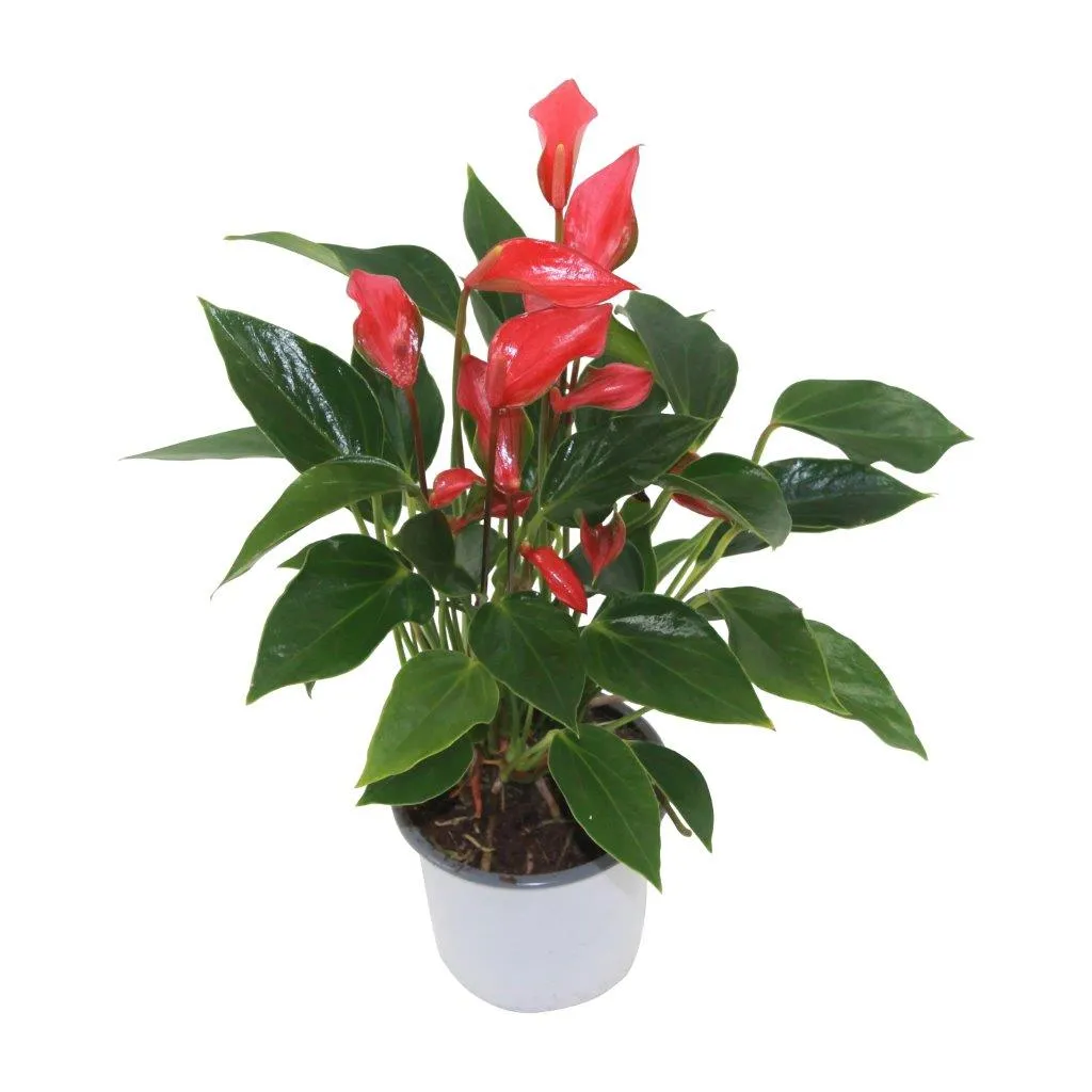XL-Bloom YoungPlants XL.67 Trillions Red kamerplant jong rood