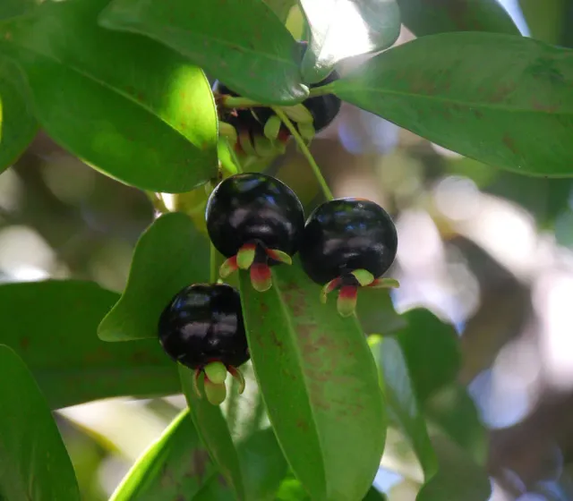 The Natural World Eugenia brasiliensis fruitplant P9