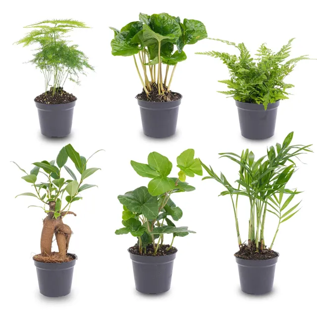 Urbanjungl Planten set 6 groene babyplanten potmaat 6 cm