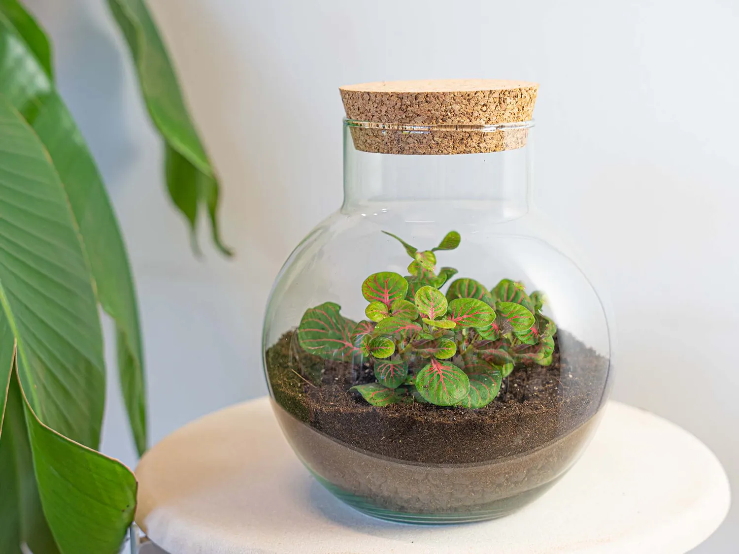 Urbanjungl Noah Fittonia Pink Tiger terrarium Ø 18,5 cm kit