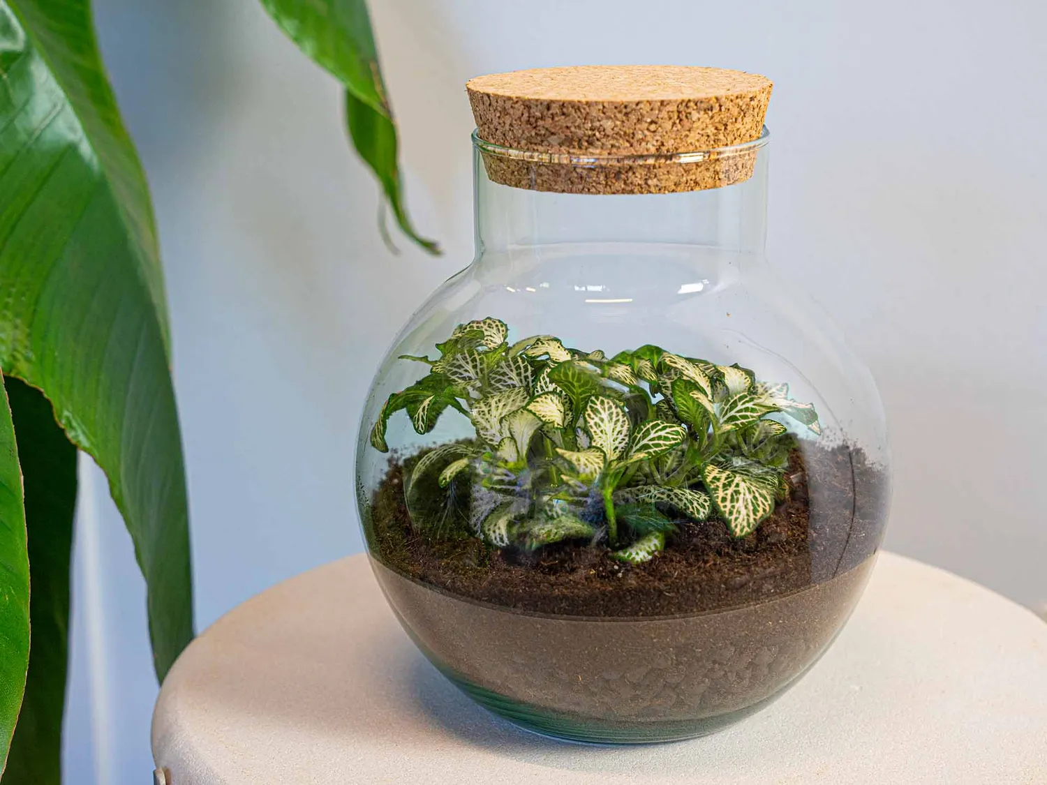 Urbanjungl Noah Fittonia Pink Tiger terrarium Ø 18,5 cm kit