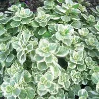 The Natural World Plectranthus Variegata plant P9 bont