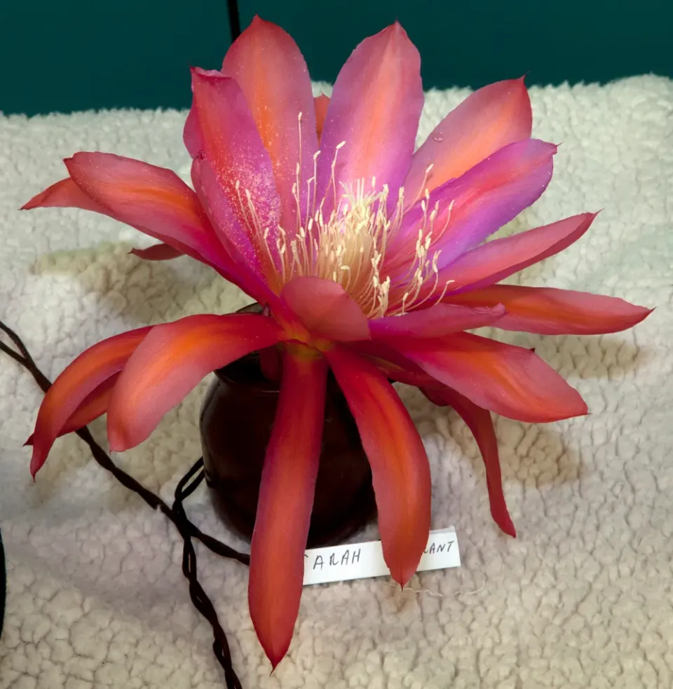 The Natural World Epiphyllum Sarah Courant bladcactus roze