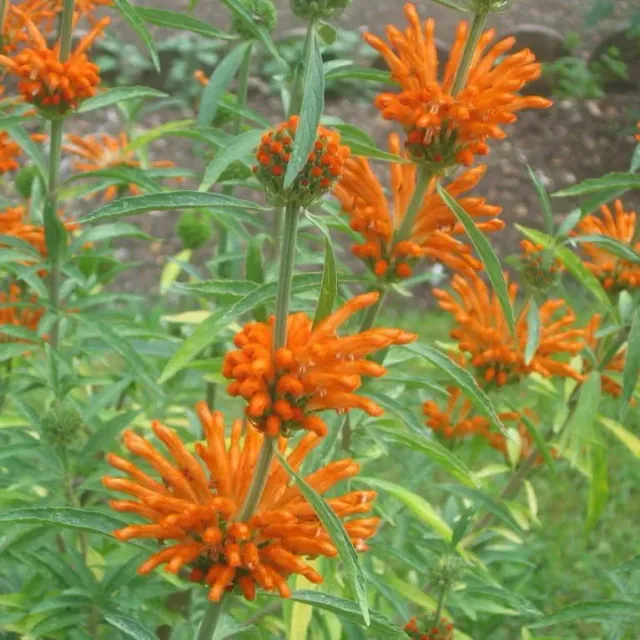 The Natural World Leonotis leonurus leeuwenoor plant oranje bloem