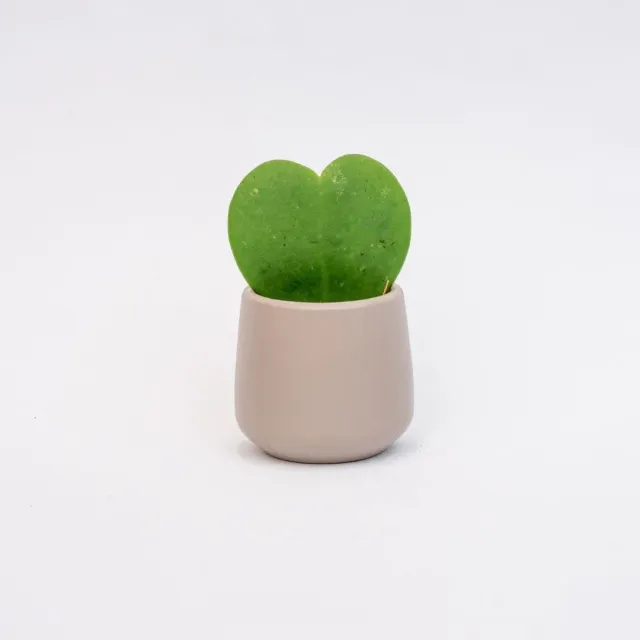Urbanjungl Joey mini plantenpot grijs mat 6 cm