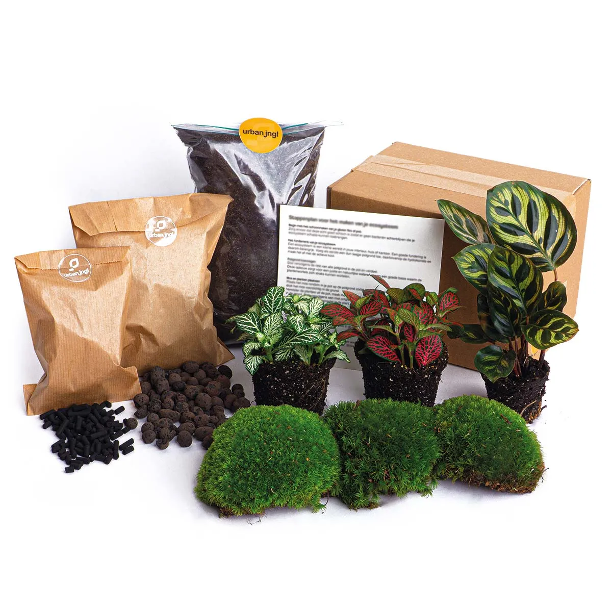 Urbanjungl Calathea Makoyana terrarium navulpakket 3 planten