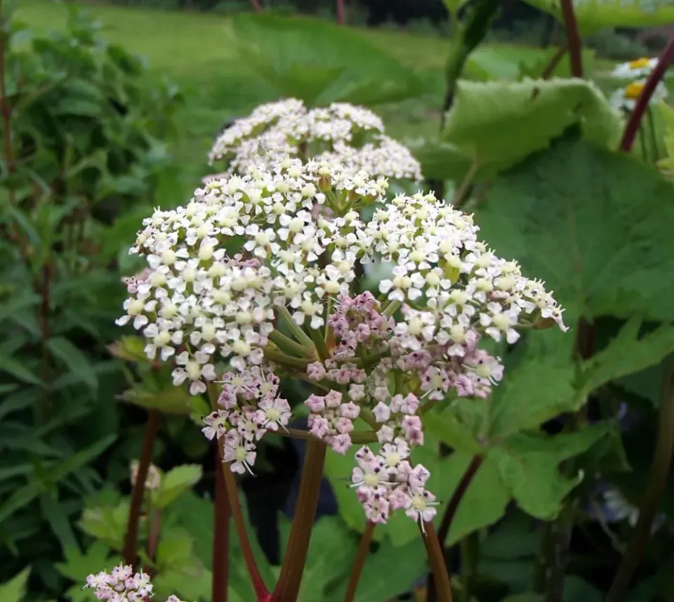 The Natural World Ligusticum scoticum plant P9 eetbaar