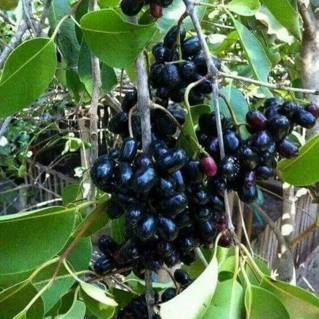 The Natural World Syzygium cumini jambolan fruitboom tropisch