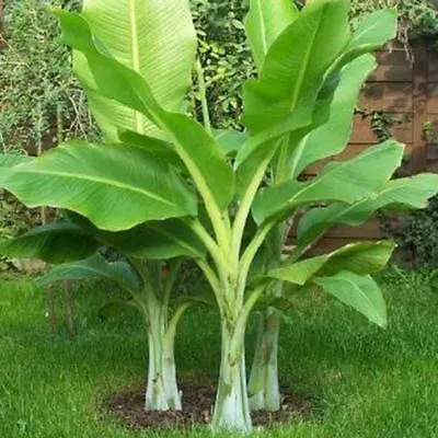 The Natural World Ensete glaucum plant sneeuwbanaan