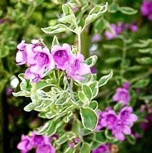 The Natural World Prostanthera Variegata kuipplant P9