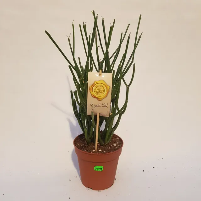 Tuincentrum Heerdink Potloodplant Euphorbia vetplant groen