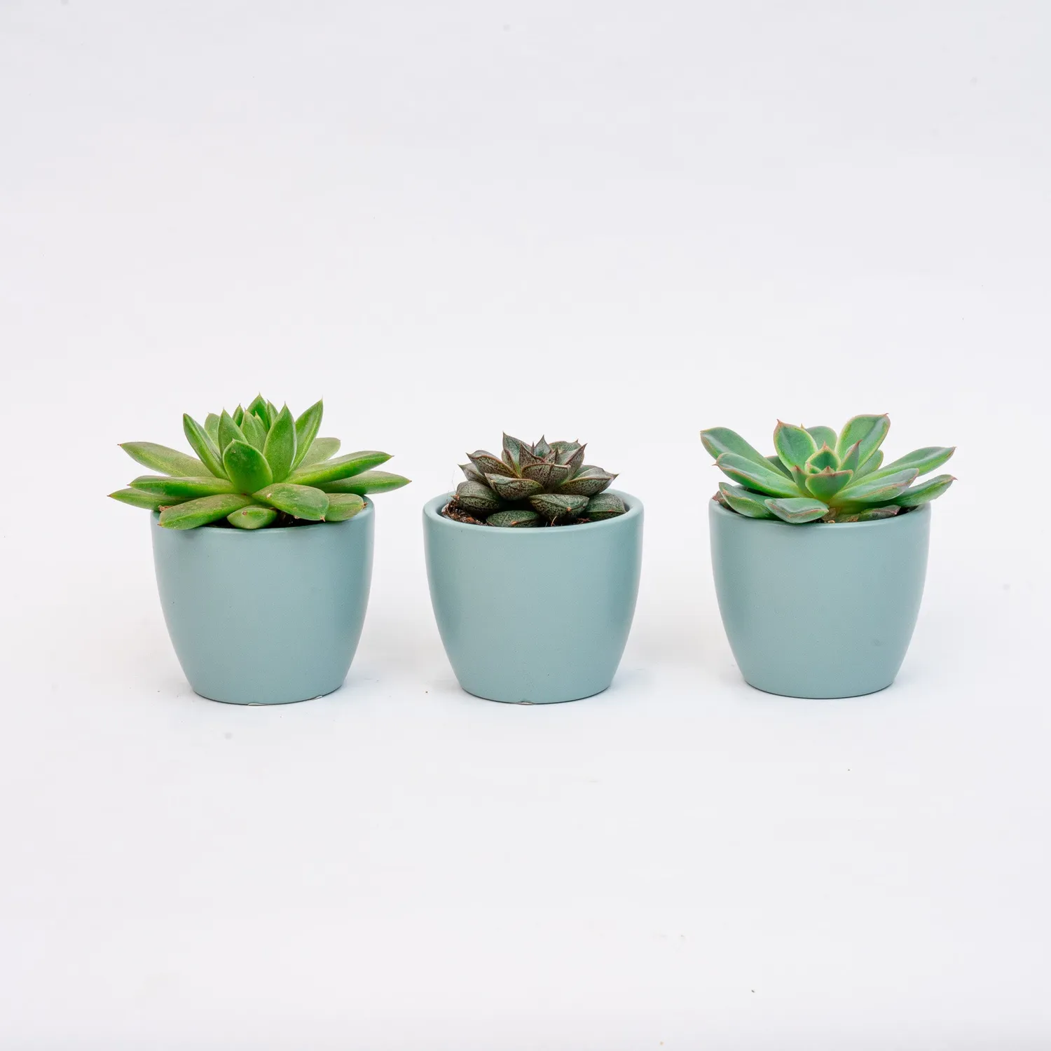 Urbanjungl Vetplanten Mix plantenset 3 stuks blauw-wit
