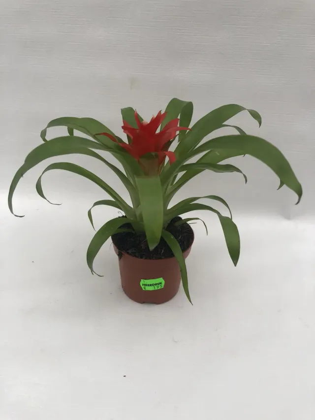 Tuincentrum Heerdink Guzmania lingulata bromelia rood
