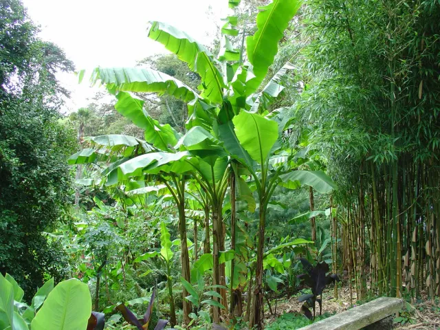 The Natural World Musa basjoo winterharde bananenplant eetbaar blad