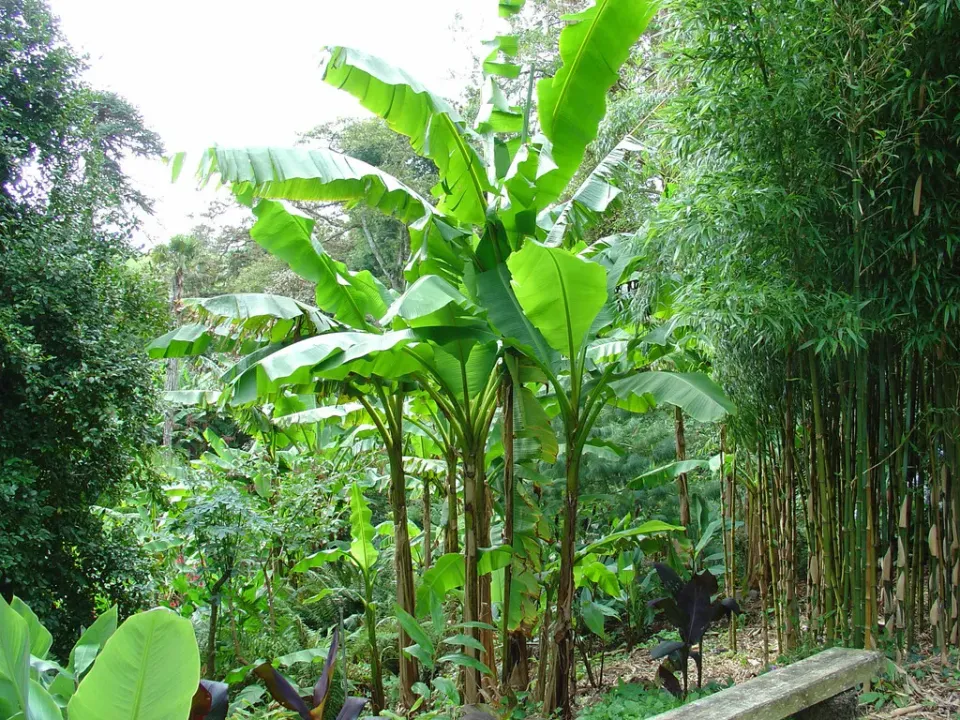 The Natural World Musa basjoo winterharde bananenplant eetbaar blad