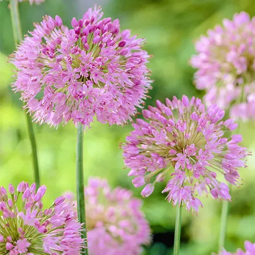 The Natural World Allium Nutans sierui plant P9 eetbaar