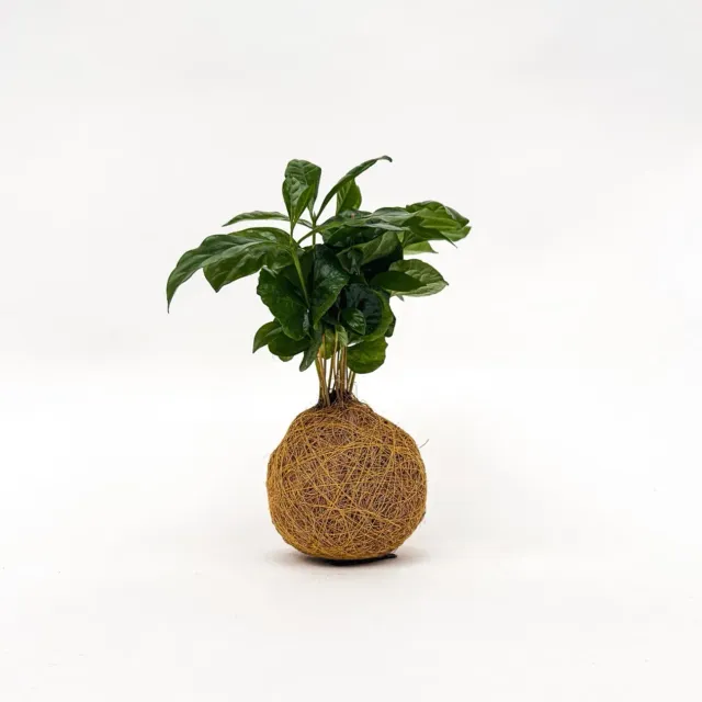 House of Koko Koffieplantje Kokedama met schaaltje compact