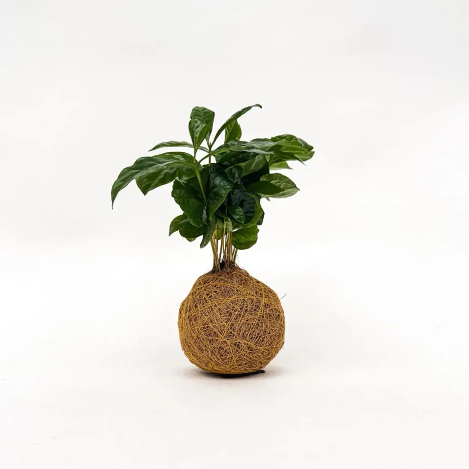 House of Koko Koffieplantje Kokedama met schaaltje compact