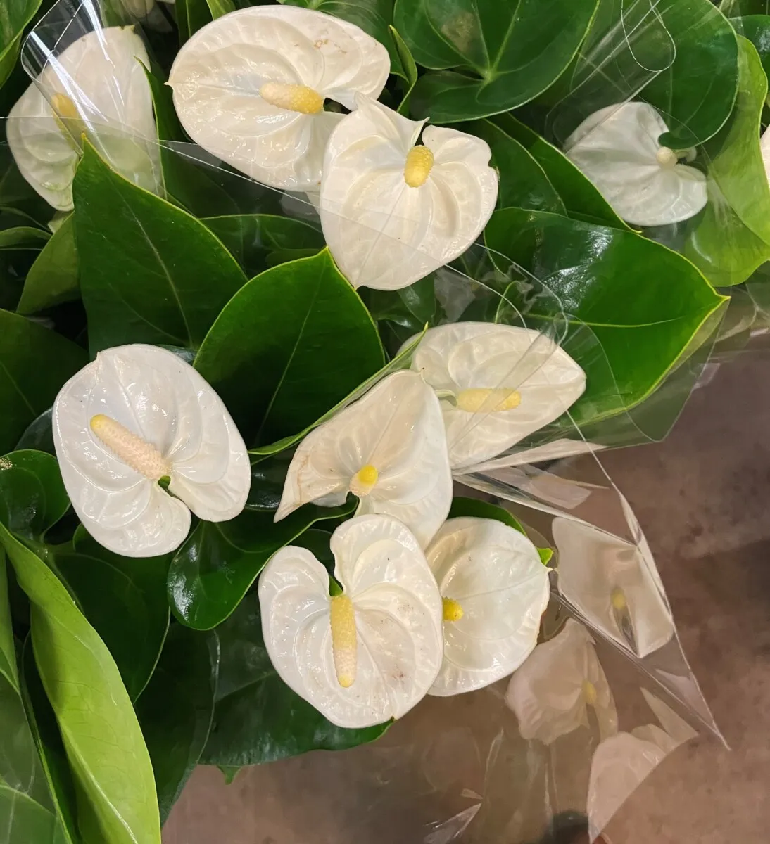 XL-Bloom YoungPlants XL.63 aardbeiplant Arisa Snow aromatisch