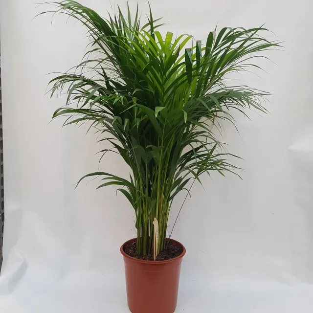 Tuincentrum Heerdink Dypsis lutescens goudpalm 90 cm groen