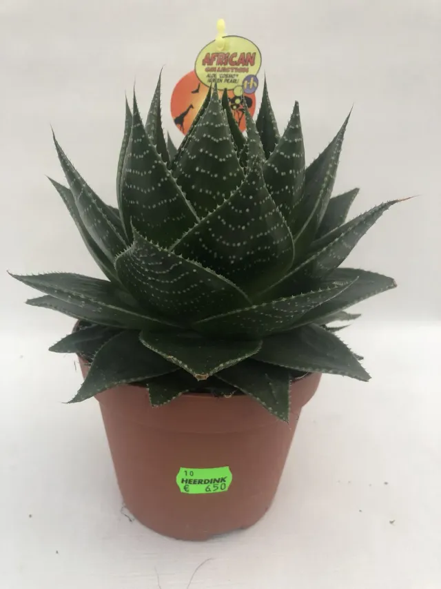 Tuincentrum Heerdink Aloe Cosmo vetplant
