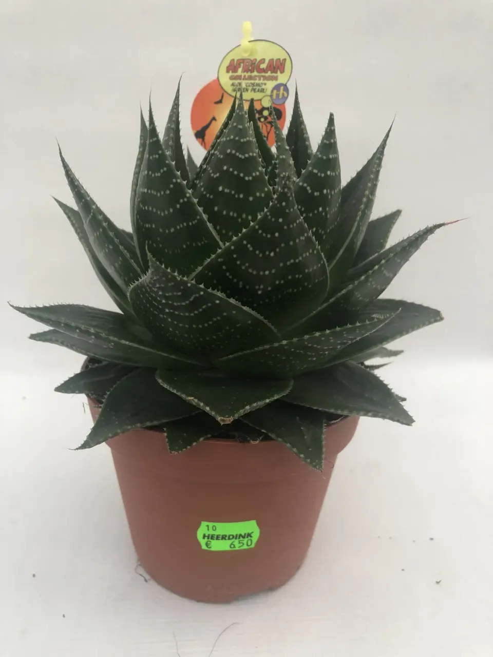 Tuincentrum Heerdink Aloe Cosmo vetplant