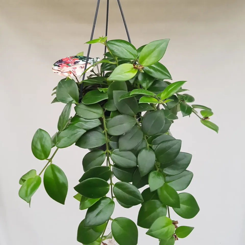 Tuincentrum Heerdink Mona Lisa lipstickplant 40 cm hangend