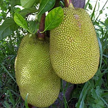 The Natural World Jackfruit Nangka fruitplant tropisch