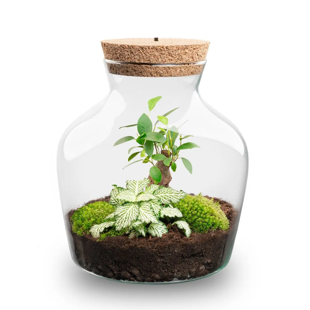 Urbanjungl Little Joe bonsai terrarium DIY kit licht