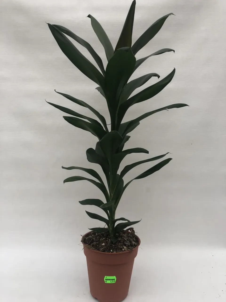 Tuincentrum Heerdink Cordyline fruticosa Glauca geluksplant