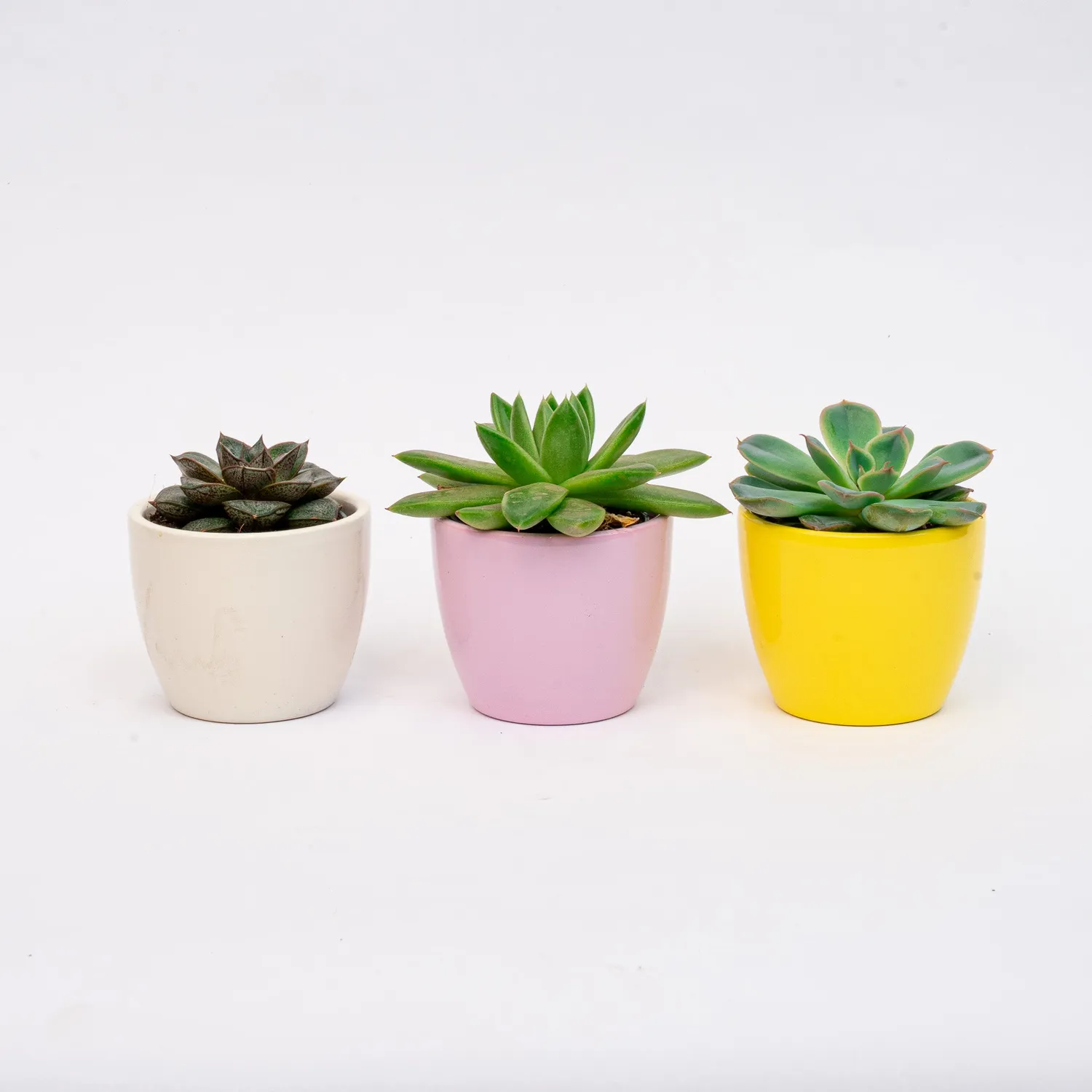 Urbanjungl Pastel Spring plantenset vetplanten 3 stuks Ø 6 cm
