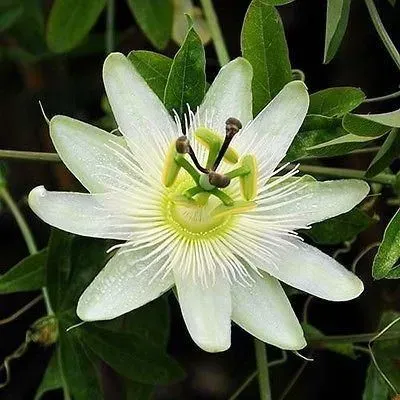 The Natural World Passiflora caerulea Avalanche passiebloem witbloeiend