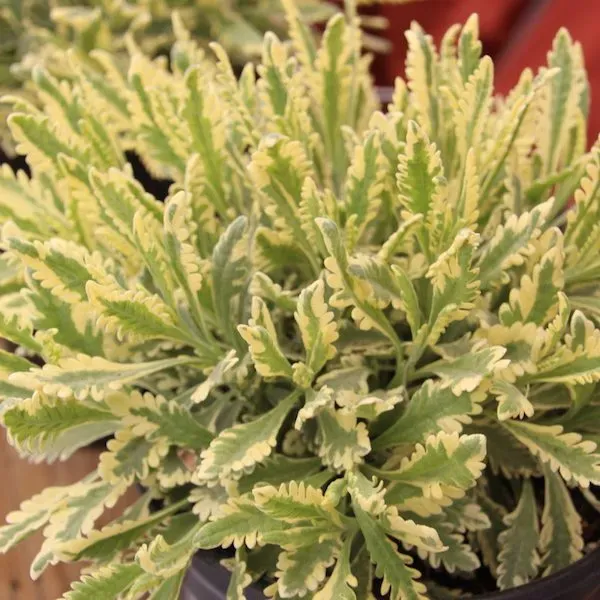 The Natural World Lavandula x allardii Meerloo lavendelplant eetbaar