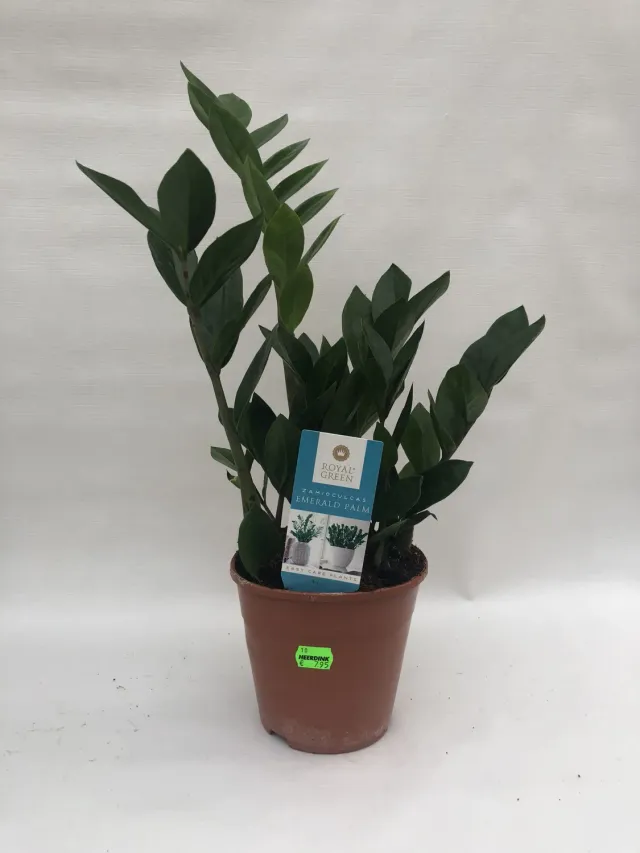 Tuincentrum Heerdink Zamioculcas zamiifolia kamerplant 40 cm
