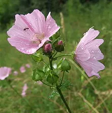 The Natural World Malva Moschata plant P9 eetbaar