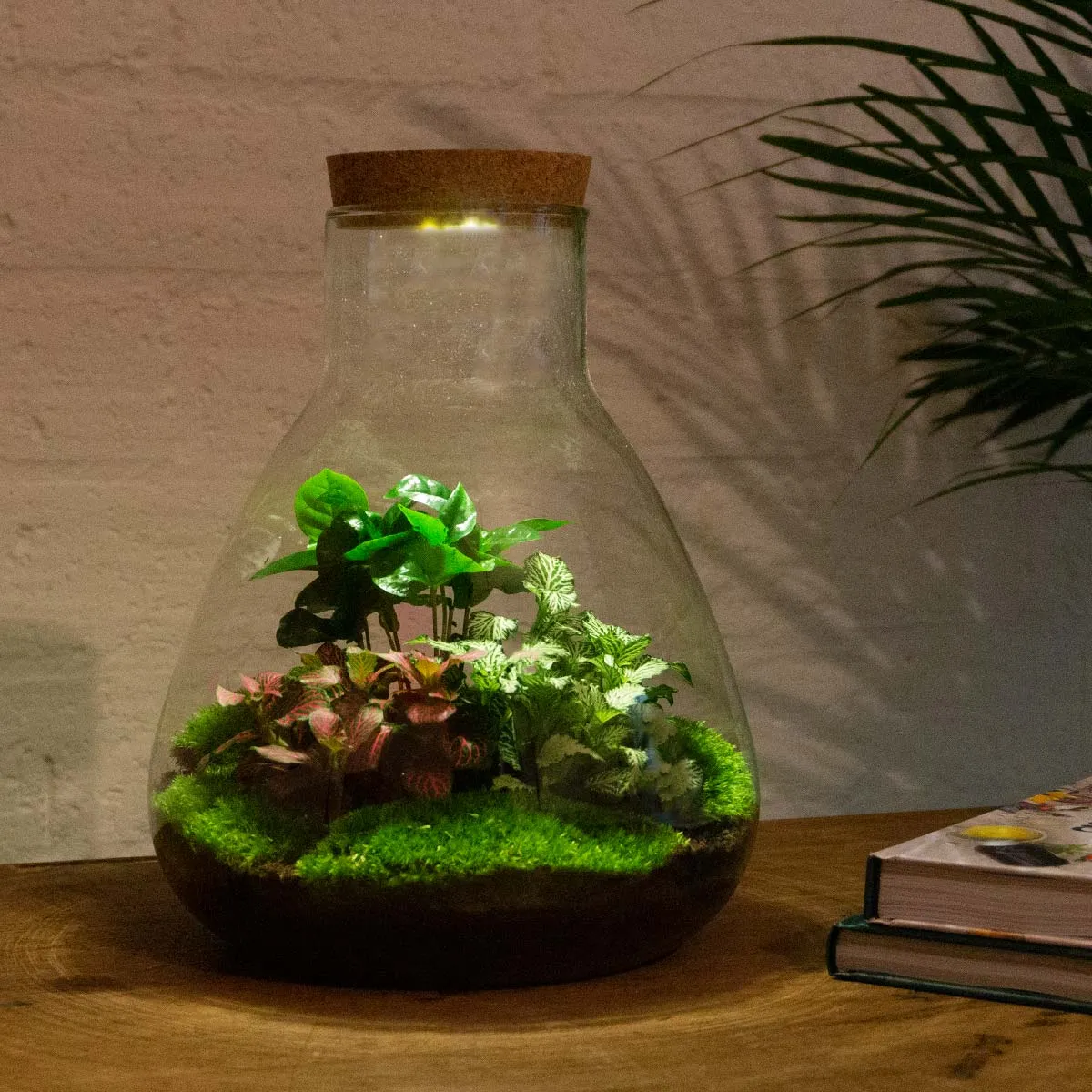 Urbanjungl Sam Coffea plantenterrarium DIY kit met licht 24 cm