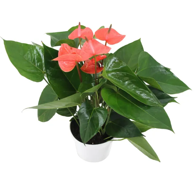 XL-Bloom YoungPlants XL.19 jonge plant Melanie Orange oranje