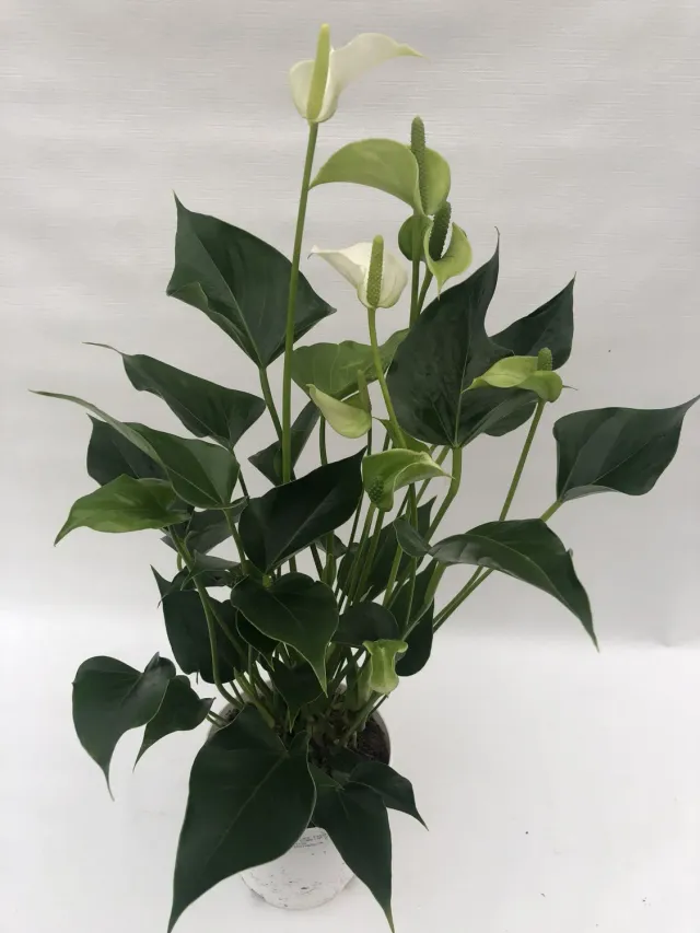 Tuincentrum Heerdink Anthurium White Champion 50 cm wit