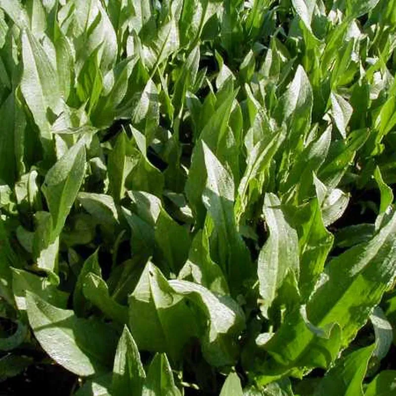 The Natural World spinaziezuring bladgroente plant eetbaar